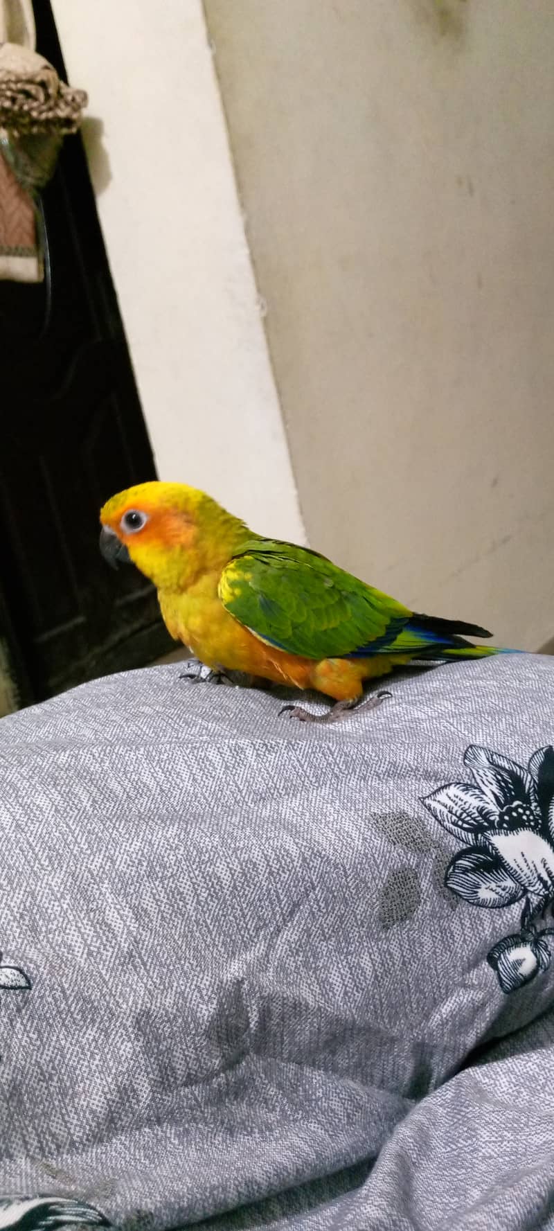 Sun concure parrot 0