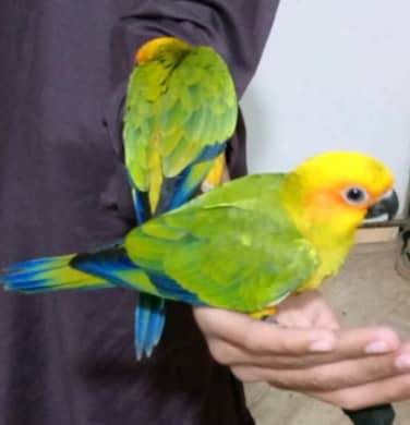 Sun concure parrot 2