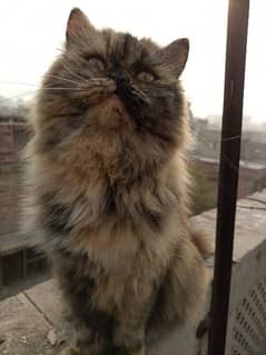 Kitten@Persian cat@ Persian male cat@Cat@Persian kitten@blueeye