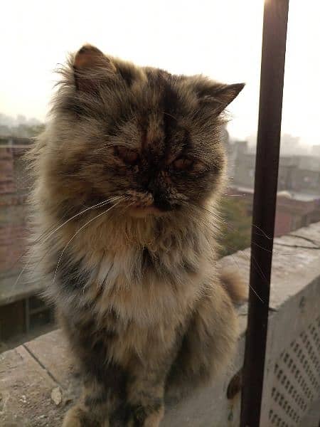 Kitten@Persian cat@ Persian male cat@Cat@Persian kitten@blueeye 1