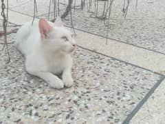 white beautiful cat