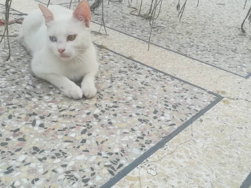 white beautiful cat 1