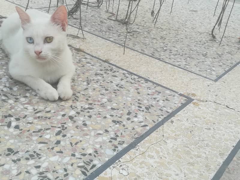 white beautiful cat 2