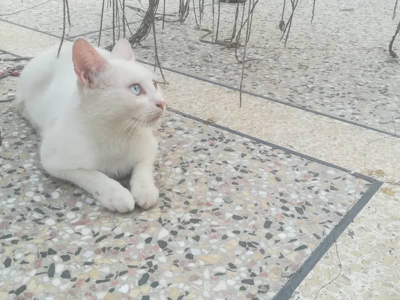 white beautiful cat 3