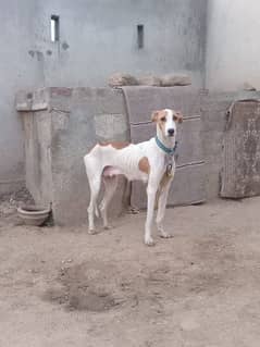 Caravan hound clearance dog olx