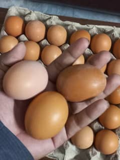 Organic Egg Desi Egg Lohman Egg