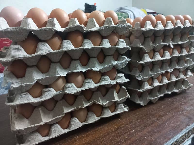 Organic Egg Desi Egg Lohman Egg 1