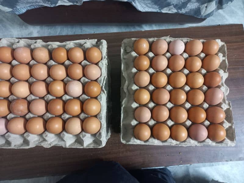 Organic Egg Desi Egg Lohman Egg 2
