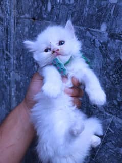 White cat best sale baby price