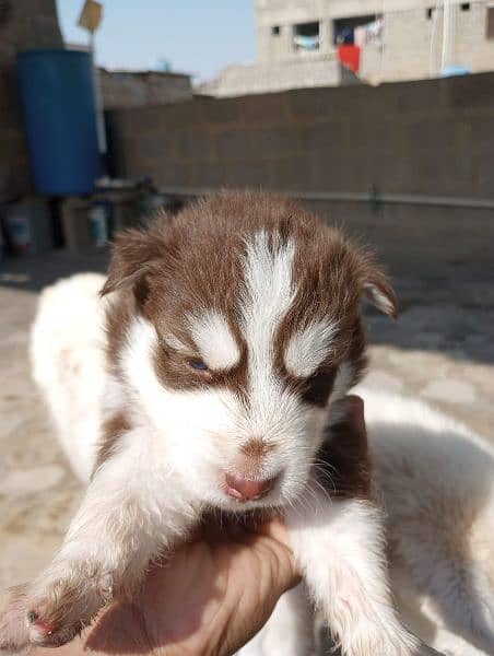 Olx husky best sale puppies for sale