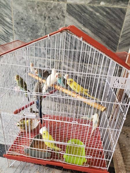 astralian parrot, budgies breader 1