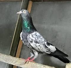 Royal Teddy Pigeon Kabotar