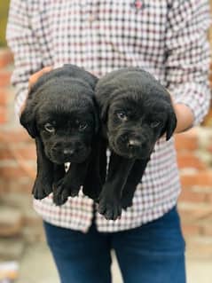 Labrador puppies for sale hot sale olx