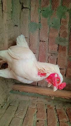 High quality Heera aseel  fertile eggs for sale 0304.7044286