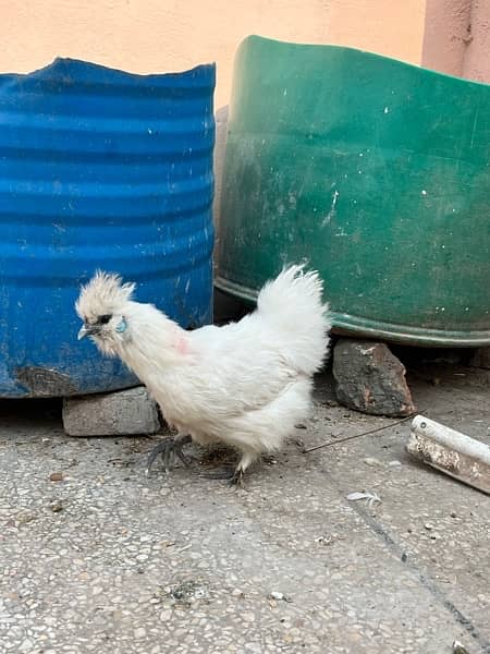 Heer aseel eggs and chicks,silkie and polish eggs and chicks 8