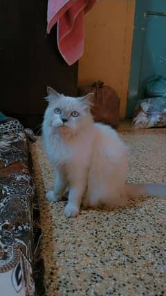 Himalayan sales cat olx