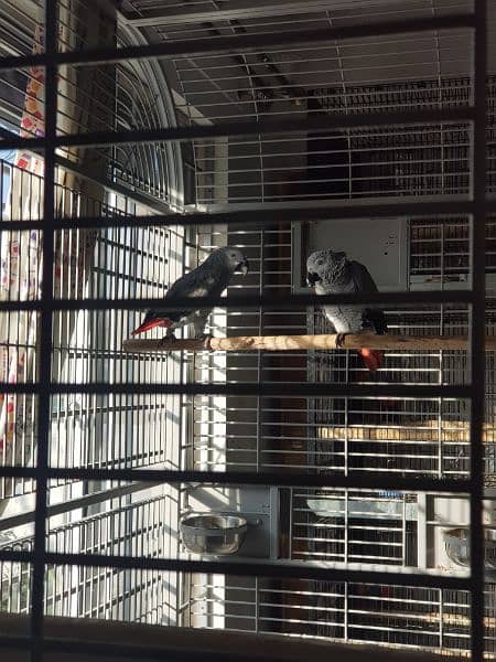 montana parrot cage - fancy maccow cage - luxury parrot cages 11