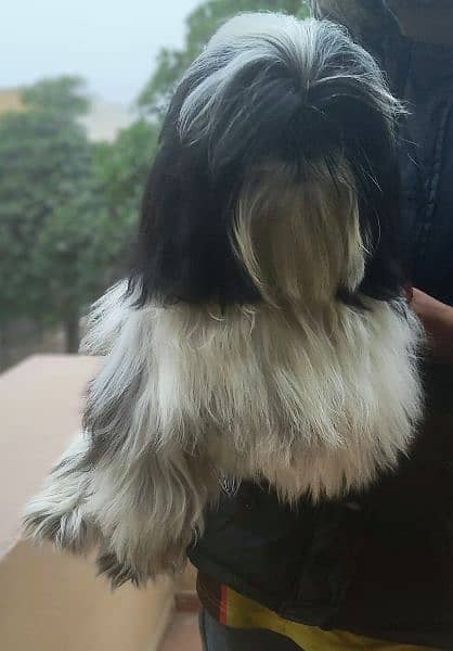 Shih tzu/Shitzu Highly Pedigreed 12 months old Female 1