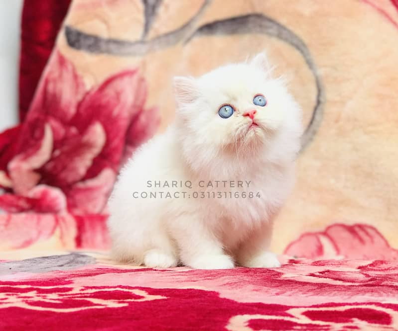 Imported quality persian kittens available 0