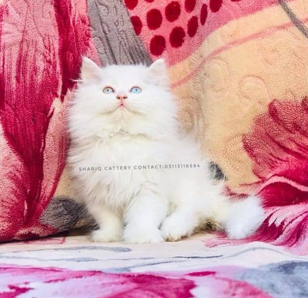 Imported quality persian kittens available 1