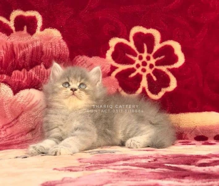 Imported quality persian kittens available 3