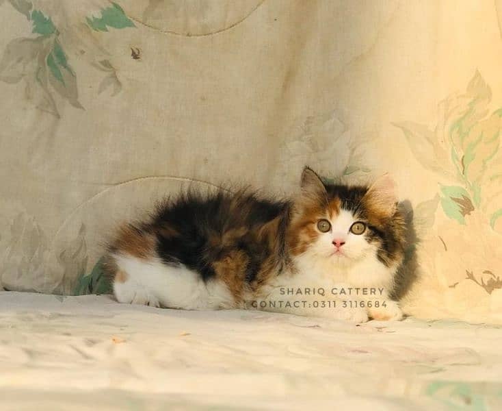 Imported quality persian kittens available 4
