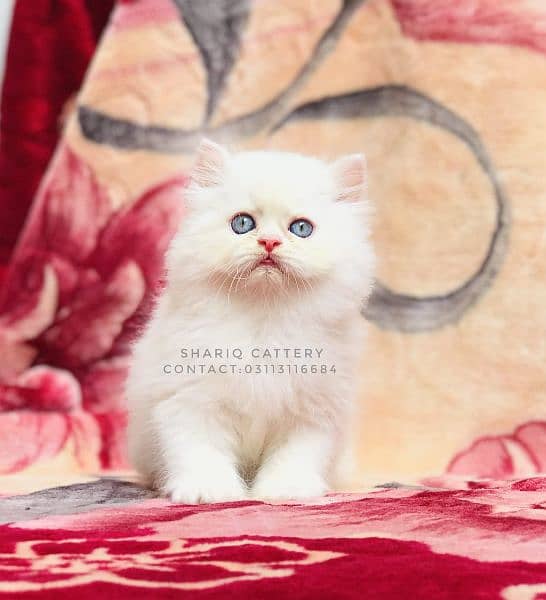 Imported quality persian kittens available 5