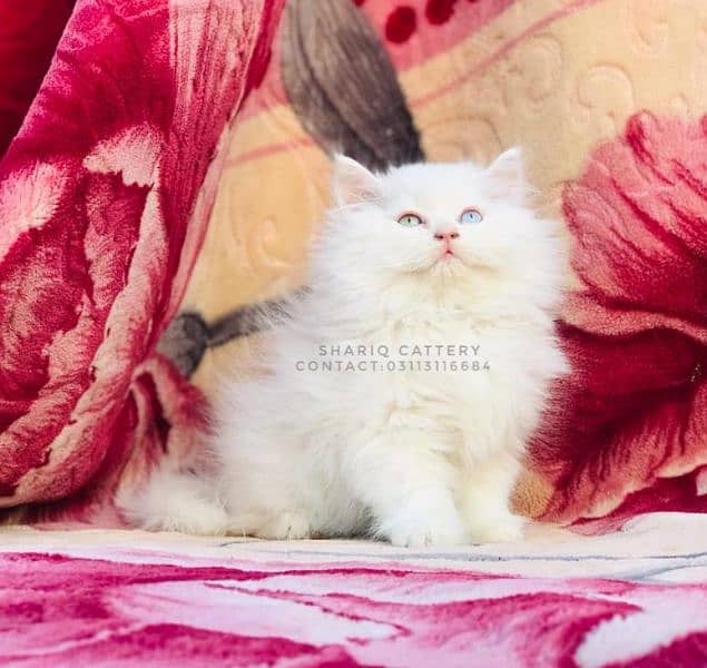 Imported quality persian kittens available 6