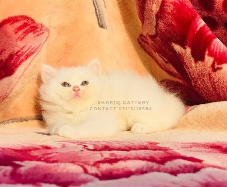 Imported quality persian kittens available 7