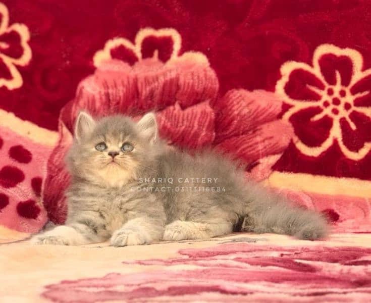 Imported quality persian kittens available 8