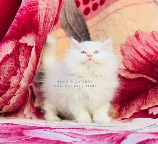 Imported quality persian kittens available 11