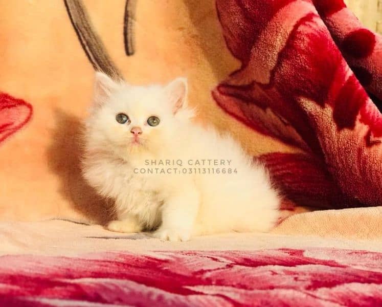 Imported quality persian kittens available 12
