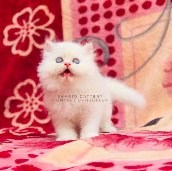 Imported quality persian kittens available 13