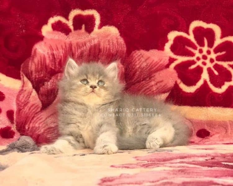 Imported quality persian kittens available 14