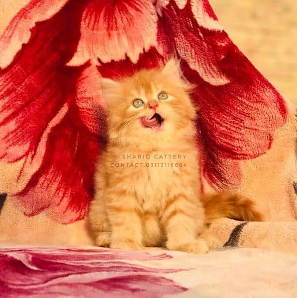 Imported quality persian kittens available 16