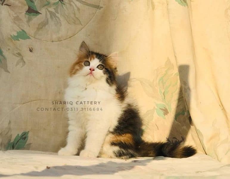 Imported quality persian kittens available 17