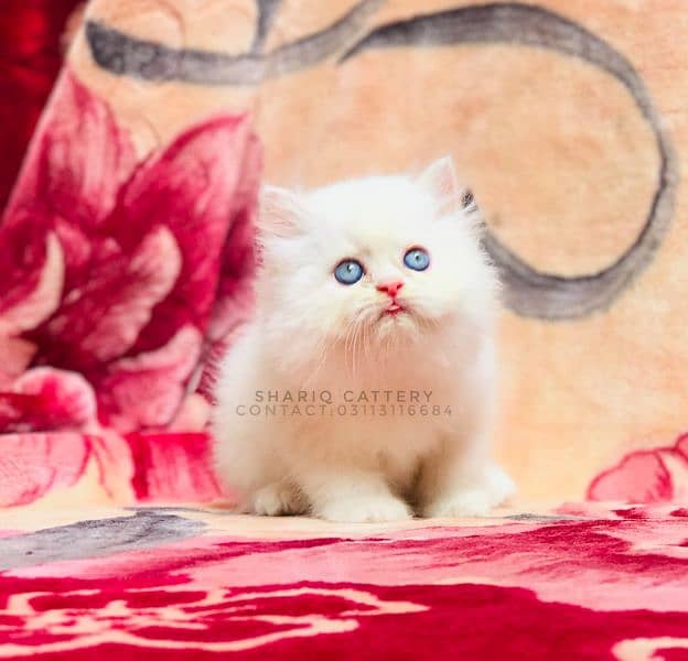 Imported quality persian kittens available 18