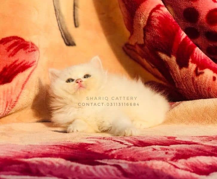 Imported quality persian kittens available 19
