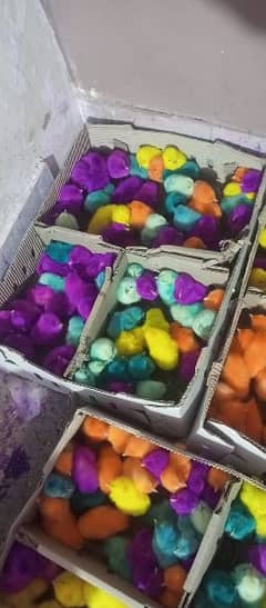 A great lare chicks male color hole sale price