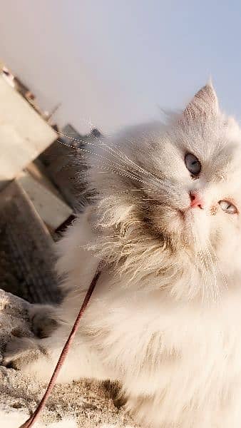 Persian Kittens / Persian Cat Babies / cat for sale 11