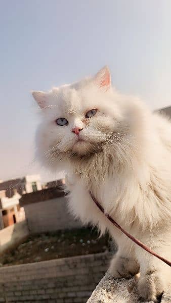 Persian Kittens / Persian Cat Babies / cat for sale 1