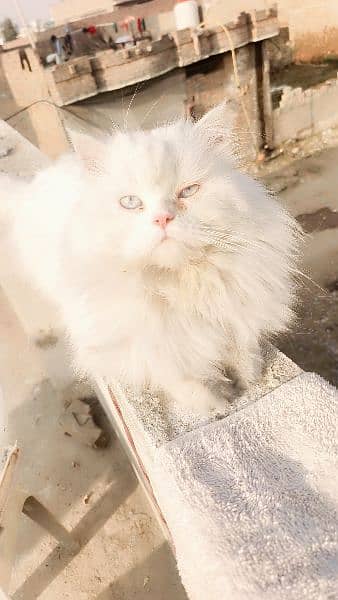 Persian Kittens / Persian Cat Babies / cat for sale 7