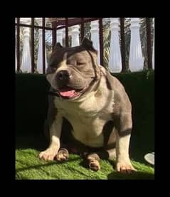 all imported breeds males available and puppies for sell