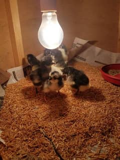 Golden Buff and AUSTRALORP one day old to one month old available