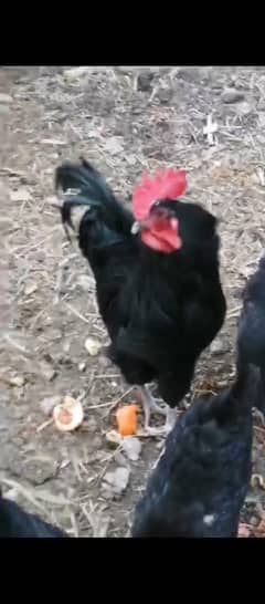 Australorp Male for sale 2 KG weight