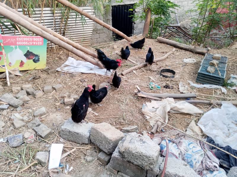 Australorp Male for sale 2 KG weight 2