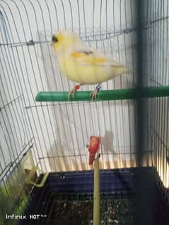 golister male canary Holland ring