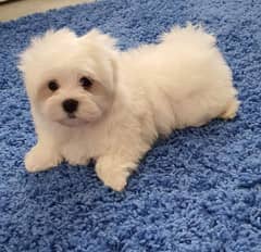 Maltese Show Class Puppies Available 0