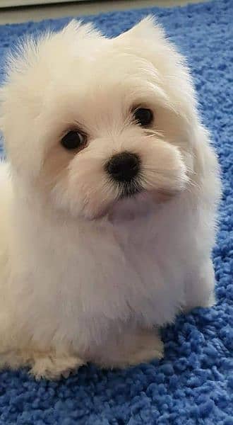 Maltese Show Class Puppies Available 1