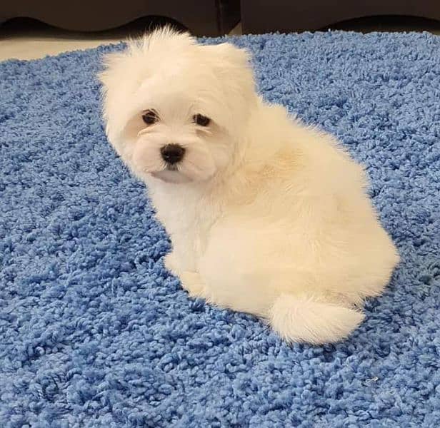Maltese Show Class Puppies Available 2